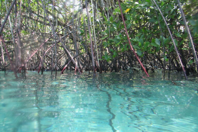 Mangroves, Pulau Tioman