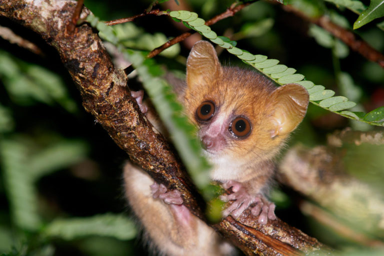 A Madame Berthe's mouse lemur. Image courtesy of Matthias Markolf.