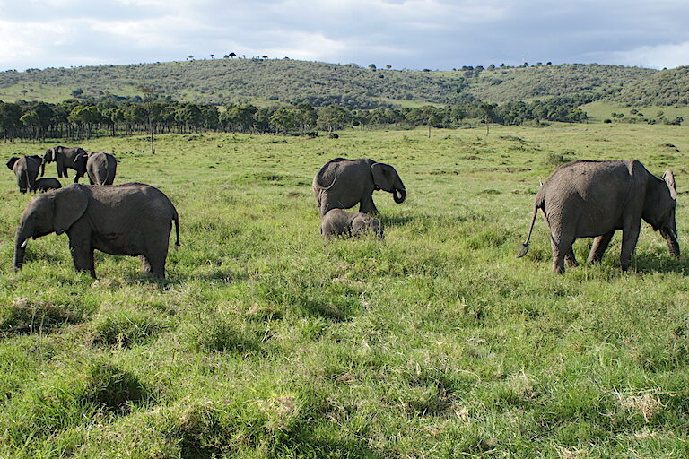 A wide array of wildlife enjoy the vegetation improved by mobile bomas, including elephants. Image by David Njagi for Mongabay.