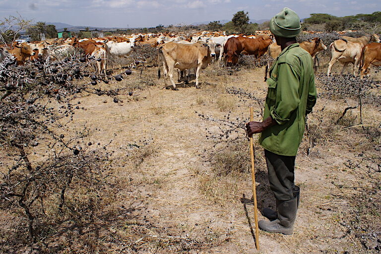 Pastoralist Musyoki Mulinge, a member of the local Kamba community, watches his livestock graze inside the Kapiti Research Station’s wildlife conservancy in central Kenya. Image by David Njagi for Mongabay.