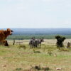 Cattle and zebras share grazing land inside the Enonkishu Conservancy, southern Kenya. Image by David Njagi for Mongabay.