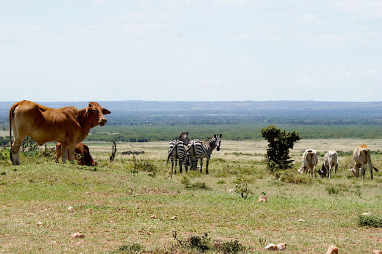 Cattle and zebras share grazing land inside the Enonkishu Conservancy, southern Kenya. Image by David Njagi for Mongabay.