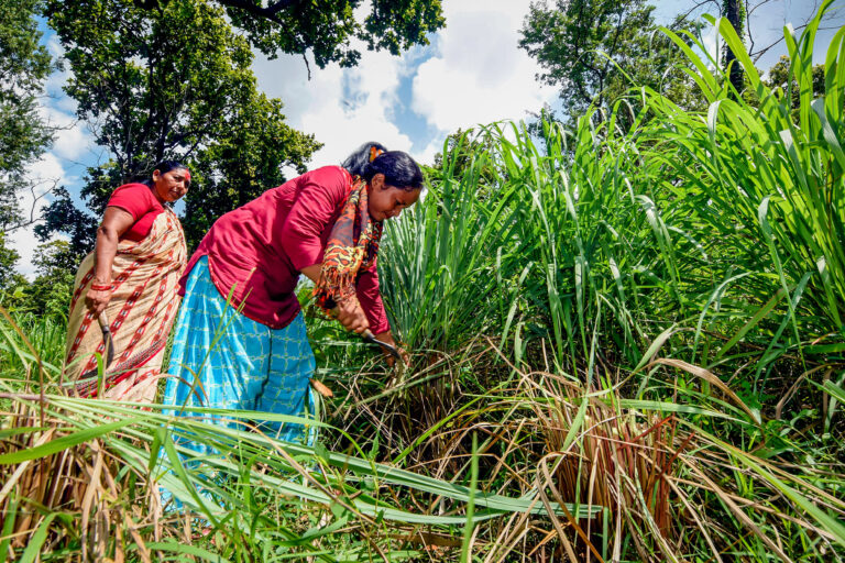 Women harvest lemongrass in the Chisapani Community Forest, Nepal.