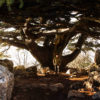 Farid Tarabay, the new forest guide, under the Lamartine Cedar, one of the oldest in the SBR. Image by Elizabeth Fitt for Mongabay.