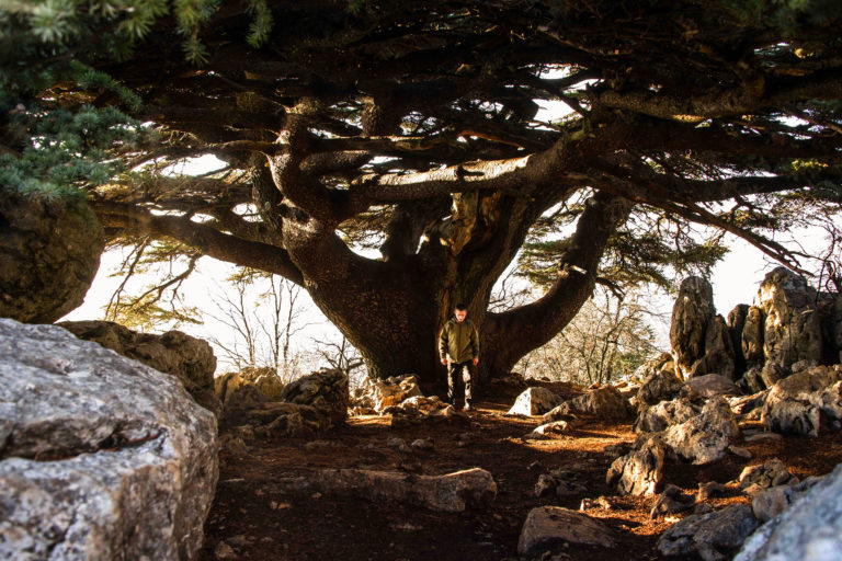 Farid Tarabay, the new forest guide, under the Lamartine Cedar, one of the oldest in the SBR. Image by Elizabeth Fitt for Mongabay.