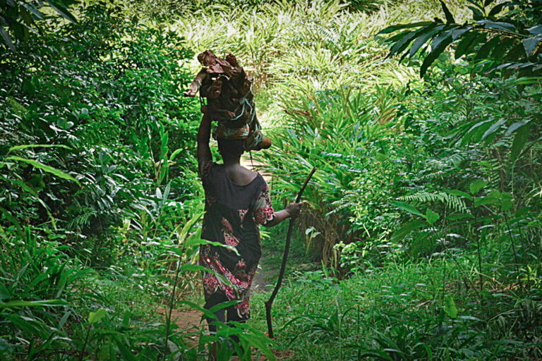 A woman carries firewood out of the Mkingu Forest Nature Reserve.