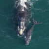 A North Atlantic right whale mother with calf.