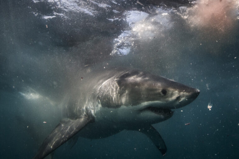 A great white shark cruises around the water's surface in southern Australia.