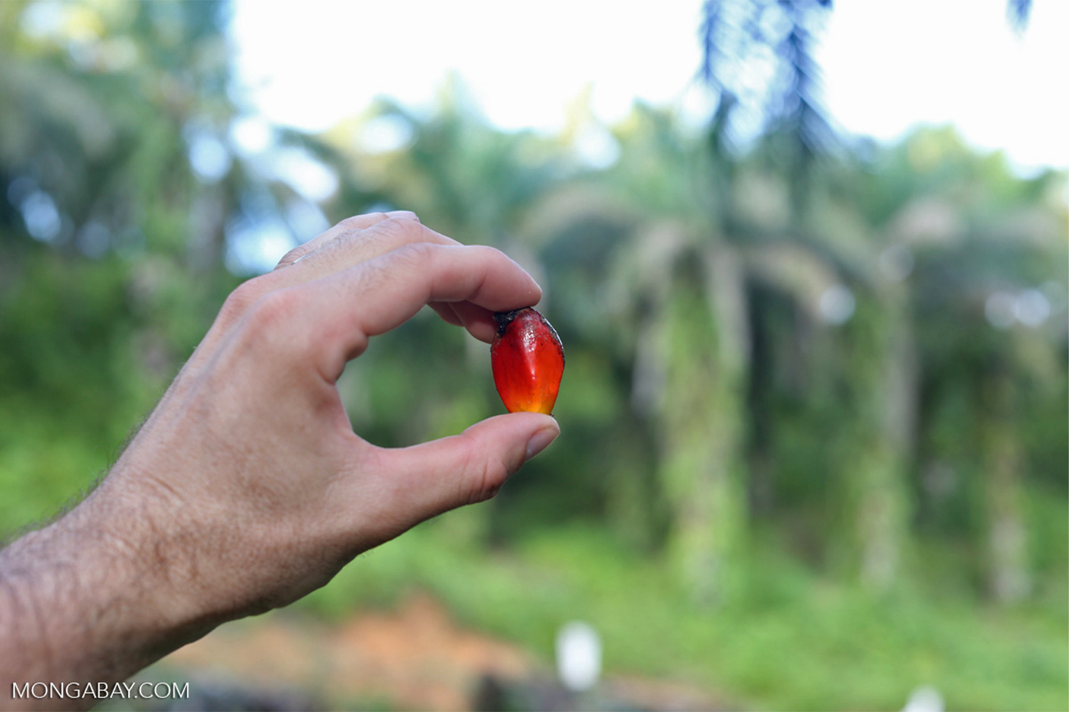 Oil palm fruit.