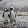 The endangered African penguins (Spheniscus demersus)