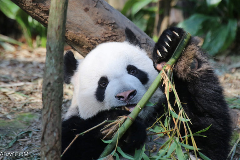 A giant panda, a species endemic to China, which has benefited from extensive conservation funding and efforts.