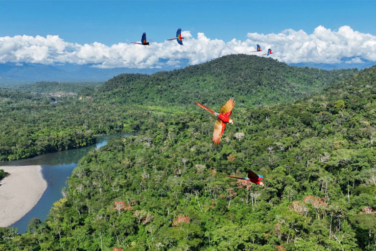 Macaws fly over the rainforests of Peru.