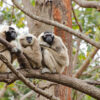 Three pileated gibbon (Hylobates pileatus).