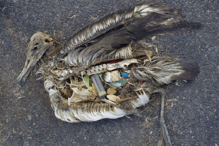 The unaltered stomach contents of a dead albatross chick include a variety of plastic marine debris