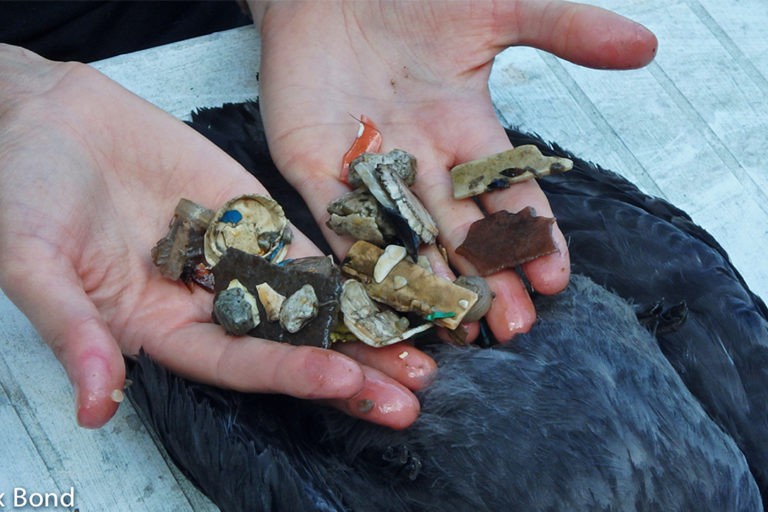 Plastic pieces found inside a dead shearwater.