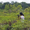 The Pesalat Reforestation Project