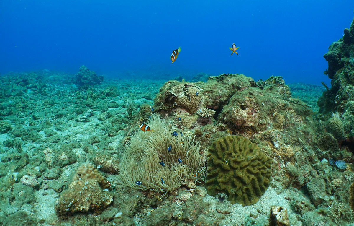 Coral around Yakushima Island, Japan. Image by Maria Beger.