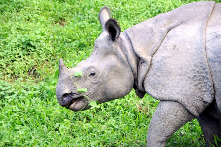 rhino in Nepal
