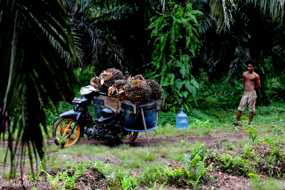Oil palm fruit in a motorbike basket.