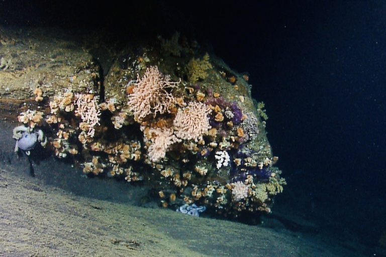 Oceanographer Canyon, creating an ideal microhabitat for a deep-water coral community and a couple of octopus. Image courtesy of NOAA Okeanos Explorer Program, 2013 Northeast U.S. Canyons Expedition.