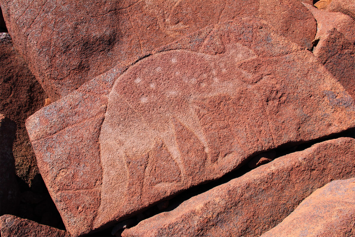 A fat-tailed dunnart depicted on a rock.