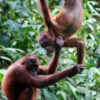 A pair of orphaned orangutans in Sabah.