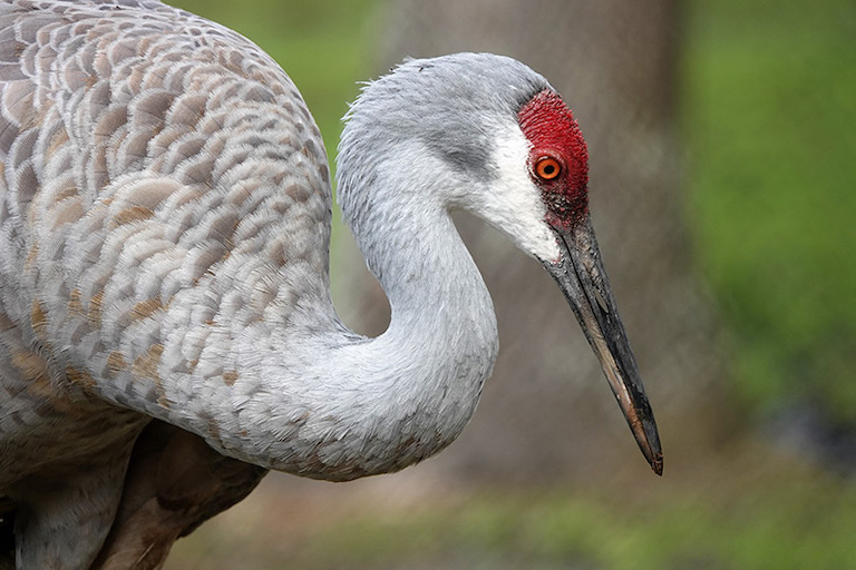The Mississippi sandhill crane(Grus canadensis pulla) is a critically endangered species which relies on regular prescribed burns to keep its preferred savanna habitat open and free of trees. Image courtesy of White Oak Conservation.