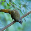 A scaly laughing thrush in Nepal.