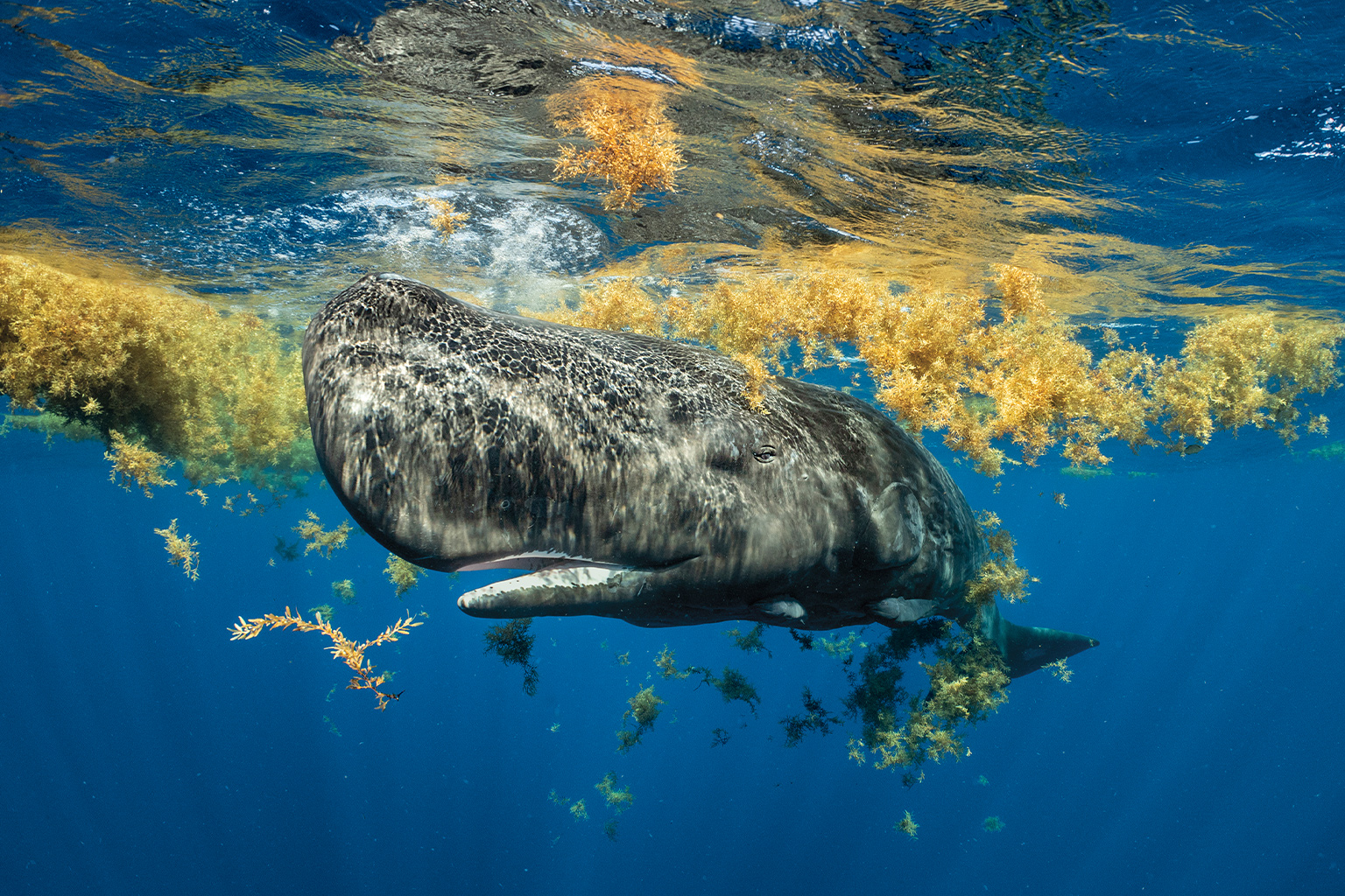 A sperm whale swims beneath sargassum in waters off Dominica.