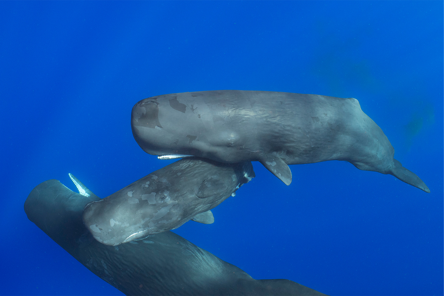 A sperm whale calf swims with two adults whales in waters off Dominica.