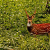 Chittal, as spotted deer are known in Nepali