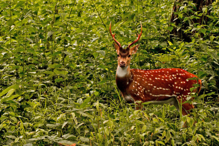 Chittal, as spotted deer are known in Nepali