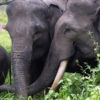 Sumatran elephants. Photo by Rhett A. Butler.