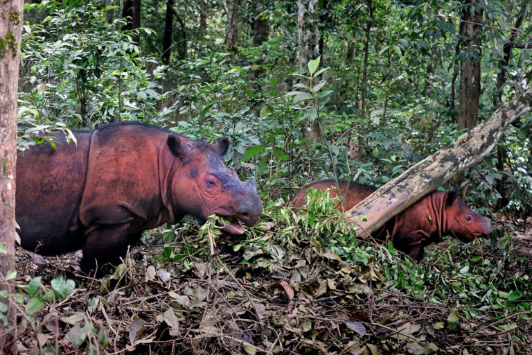 Sumatran rhinos