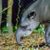 A female South American tapir (Tapirus terrestris).