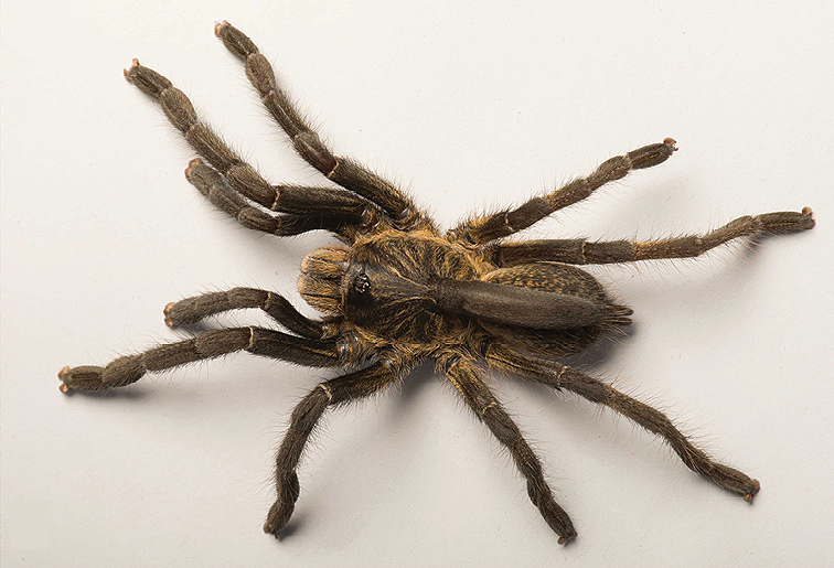 The hand-sized tarantula known to locals as chandachuly (Ceratogyrus attonitifer)
