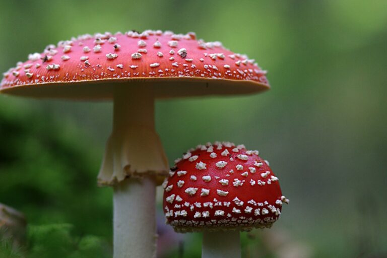 Amanita muscaria is a mushroom that is both hallucinogenic and poisonous. Image posted by creator 942784 to the Creative Commons via Pixabay.
