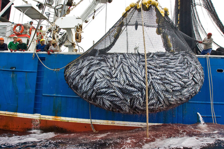 Tuna and bycatch on a purse seiner in East Pacific Ocean.
