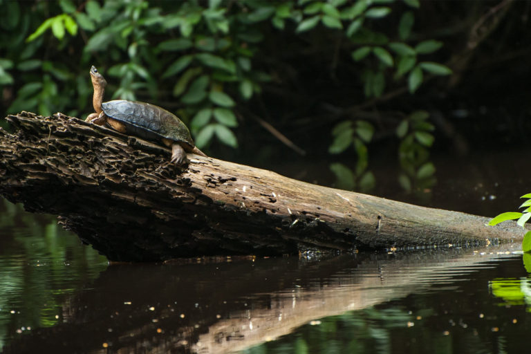 A black river turtle on a log