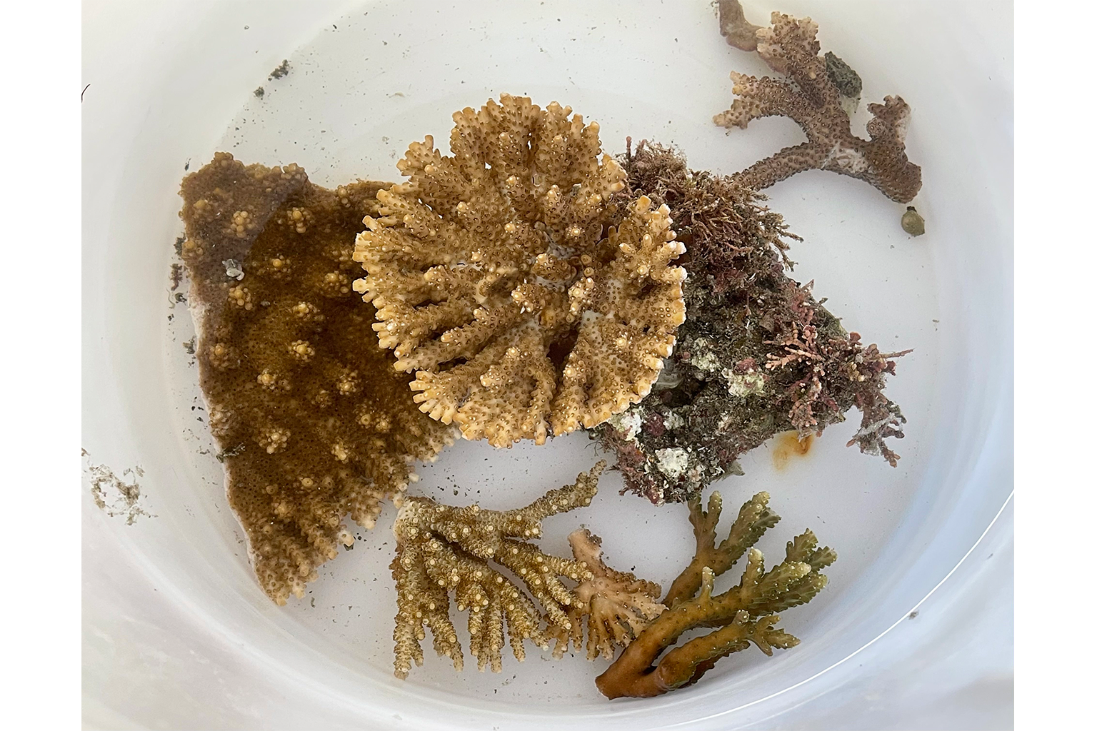 Coral collected from Tateyama by Yasuda and team. 