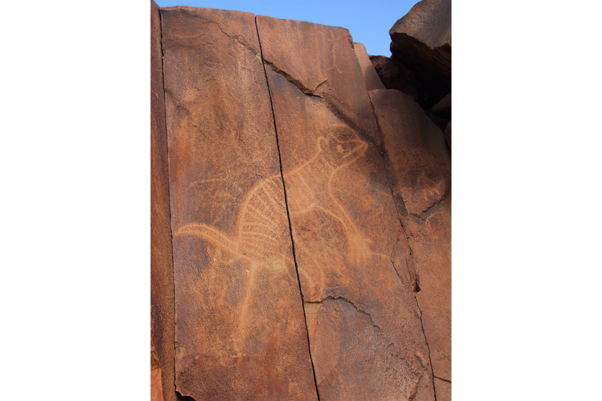 A rock depicting the now-extinct Tasmanian tiger
